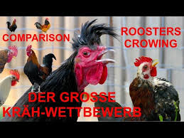 Domesticated males of the species gallus gallus: Hahne Der Grosse Krah Wettbewerb Roosters Crowing Comparison With 15 Breeds Gallo Cantando Youtube