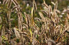 Wild Grass Seed Heads Picture Free Photograph Grass Seed Wild Grass Seeds