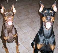 Doberman Pinscher Dog Breed Information And Pictures