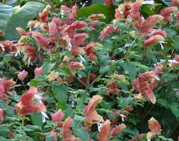 In this case, take a closer look at the shrimp plant referred to as the justicia brandegeana shrimp plant also known as the mexican shrimp. Justicia Brandegeana Jambalaya Glasshouse Works