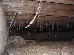 Do it yourself pest control. Tips Tricks On Pest Control Do It Yourself Pest Control For North Georgia