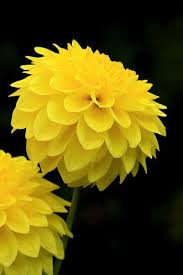 Beautiful Black And Yellow Flowers Enticing Yellow Explored Beautiful Flowers Most Beautiful Flowers Yellow Flowers