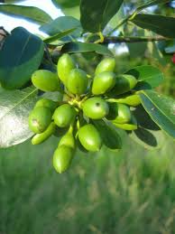 Image result for Sphaerocoryne gracilis