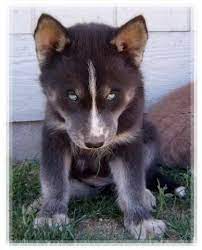 Lookiing for dogs for adoption near you? Pin On Wolf Hybrid