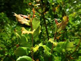 Image result for Quercus suber