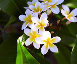 Let the cuttings dry out between waterings otherwise, they pruning frangipanis are best pruned in late summer. How To Grow A Frangipani Tree From A Cutting Homes To Love
