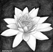 Maybe you would like to learn more about one of these? How To Draw A Water Lily Finalprodigy Com