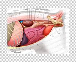 Abdomen and digestive system anatomy: Abdomen Muscle Human Anatomy Human Body Png Clipart Abdomen Abdomen Anatomy Abdominal Aorta Abdominal Hernia Anatomy