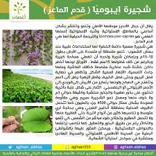 أغصان Pa Twitter شجيرة ايبوميا أو ظلف الماعز والبعض يسميها خف الجمل المتسلق شجيرة دائمة الخضرة تناسب أجواء الخليج العربي أغصان رتويت للتغريدة رتويت Https T Co Lhkgwrmn1t