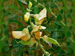 Image result for Crotalaria parvula