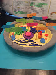 Are animal and plant cells the same. Animal Plant Cell Project Plant Cell Project Cells Project Plant Cell