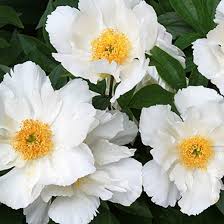 Peonies are native to asia, europe and western north america. Paeonia Lactiflora Krinkled White Peony