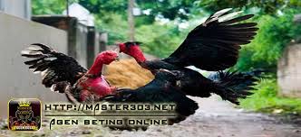 Ciri Ciri Ayam Vietnam Asli Kualitas Super Yang Dirahasiakan Vietnam Ayam Asli
