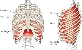 Your ribs form a protective cage that encloses many of your delicate internal organs, such as your heart and lungs. How To Pull In Your Abs And Breathe Deeply At The Same Time