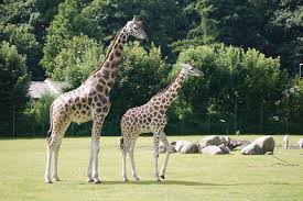 The rothschild's giraffe project, launched in the spring and supported by the giraffe conservation foundation, hopes to gather more information about the giraffe's habitats and habits in order to put conservation plans in. Rothschild S Giraffe Zoochat