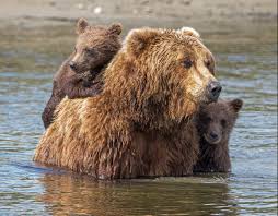 Completion between grizzly bear and black bear: Two Grizzly Bear Cubs Hitch A Ride On Their Mum S Back To Cross A Wide River
