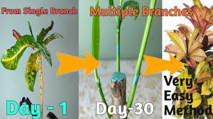Hard prune the croton, cutting the stems back severely if the plant becomes leggy with little leaf growth at the base of the stems. How To Get A Bushy Croton In 30 Day Croton Plant Potting Mix Care Youtube