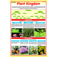 chart no 146 plant kingdom