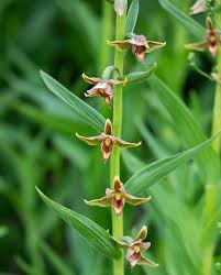 Image result for Iphigenia pauciflora