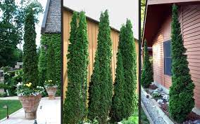 Got A Narrow Space You Need To Fill With An Evergreen Shrub If So Degroot S Spire Arborvitae Might Evergreen Landscape Evergreen Shrubs Backyard Landscaping