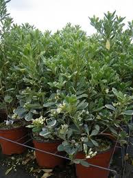 Buy ligustrum (privet) shrubs and hedges online with delivery right to your door. Pittosporum Tobira Austrian Laurel Japanese Pittosporum Mockorange Mock Orange Pittosporum North Carolina Extension Gardener Plant Toolbox