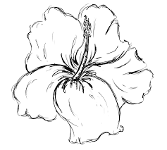My korean hibiscus in pencil. Hawaiian Flowers Drawings Easy
