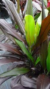 Cordyline Black Magic 2 Ti Plant Black Magic Indoor Plants
