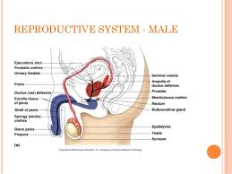 Bab 8 sains form 3. Form 3 Science Chapter 4 Reproductive System And Fertilisation