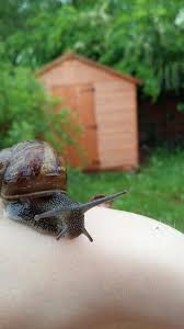 Do garden snails shed their shells. Snail Care And House 7 Steps With Pictures Instructables