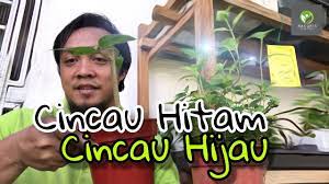 Cincau hijau secara alami tradisional terbuat dari tumbuhan cincau hijau (c. Cara Membezakan Pokok Cincau Hijau Cincau Hitam Youtube