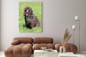 Image result for irský vodní španěl