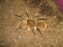 It turns out that the goliath birdeater is an inventive killer. Theraphosa Stirmi Wikipedia