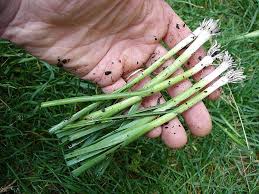 Maintenant Ils Seront Beaucoup Plus Faciles A Planter Comment Planter Planter Des Poireaux Et Poireaux