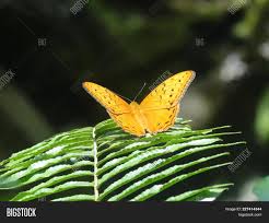 Butterfly Balancing Image Photo Free Trial Bigstock