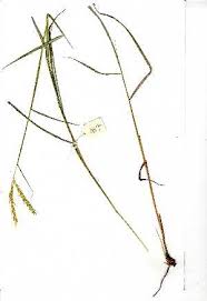Image result for Andropogon amethystinus