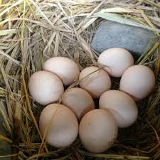 Daftar harga telur ayam 1 kg riyal murah online terbaru july 2021 pembayaran aman original cashback beli.telur ayam negri per 1 kg mengandung omega 3 dari kandang nkv. Jual Telur Ayam Joper Tetas Fertil Jawa Super Di Lapak Aris Munandar Bukalapak