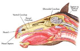 Unlike the medial wall and the nasal cavity floor, the lateral wall has a few small bony projections that. Equine Sinus Disease A Hidden Danger Expert How To For English Riders