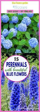 Centaurea cyanus, or cornflower, is a cool weather annual that is easily grown in average, medium moisture, well drained soils in full sun to light shade. Blue Flowers Garden Blue Flowers Garden Flowers Gardens Flowers Garden Ide Blue Flower In 2020 Blue Flowers Garden Flower Garden Design Summer Flowers Garden