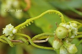 Image result for Cuscuta abyssinica