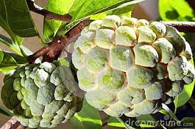 She gives you a seed to a medicinal herb and asks you to plant it and bring her some of its fruit. Custard Apple Or Atis Growing Blueberries Custard Tropical Fruits