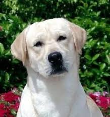 Member of lrc (labrador retriever club). 11 Best Labrador Breeders In Florida 2021 We Love Doodles