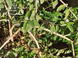 Image result for Lippia plicata