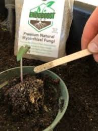 Image result for tomato seedling damping off