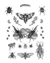Http Adriannam Art Tumblr Com Insect Tattoo Beetle Tattoo Vintage Tattoo 950 followers · tattoo & piercing shop. insect tattoo beetle tattoo