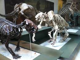 Americanum, sometimes called the giant ground sloth, or the megathere, native to the pampas through southern bolivia during the pleisto. Ground Sloth Wikipedia