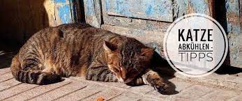 5 tipps zum katze abkuhlen im sommer bei hitze mein katzenblog katzen katze streicheln katzenpflege