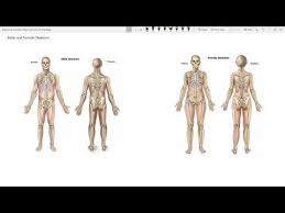 If you are stuck, you can click on hint to get a free letter. Chapter 7 Skeletal System Crossword Puzzle
