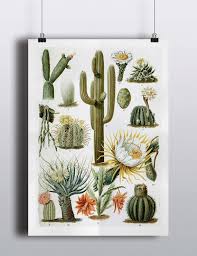 animoulx antique 1800s cactus chart poster art print