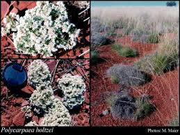 Image result for Polycarpaea