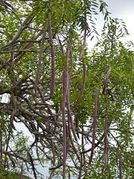 Image result for Fernandoa abbreviata